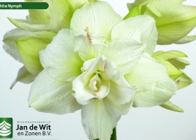 hippeastrum Whinym ® (2)